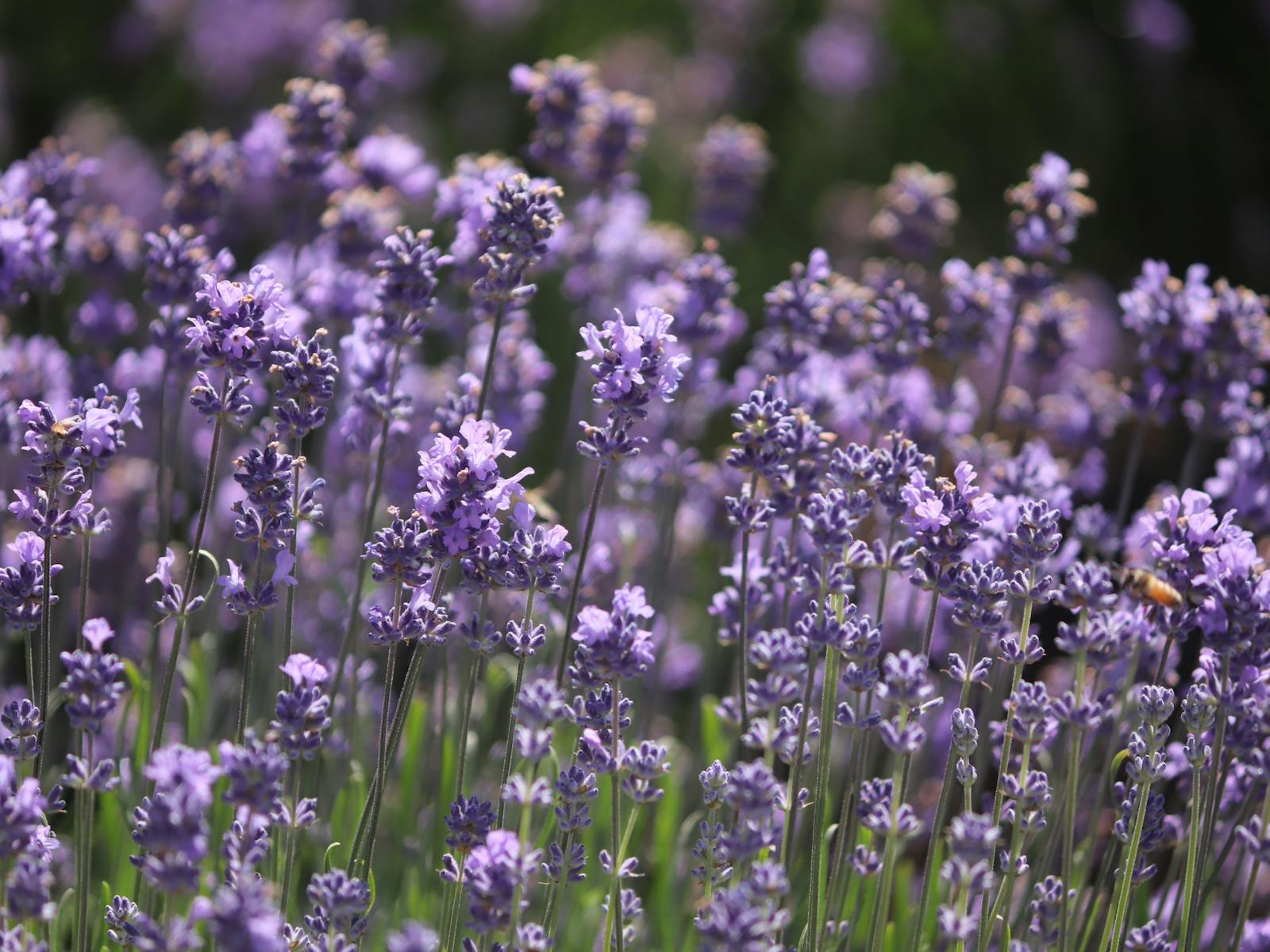 Image for Warratina Lavender Farm Lavender Festival