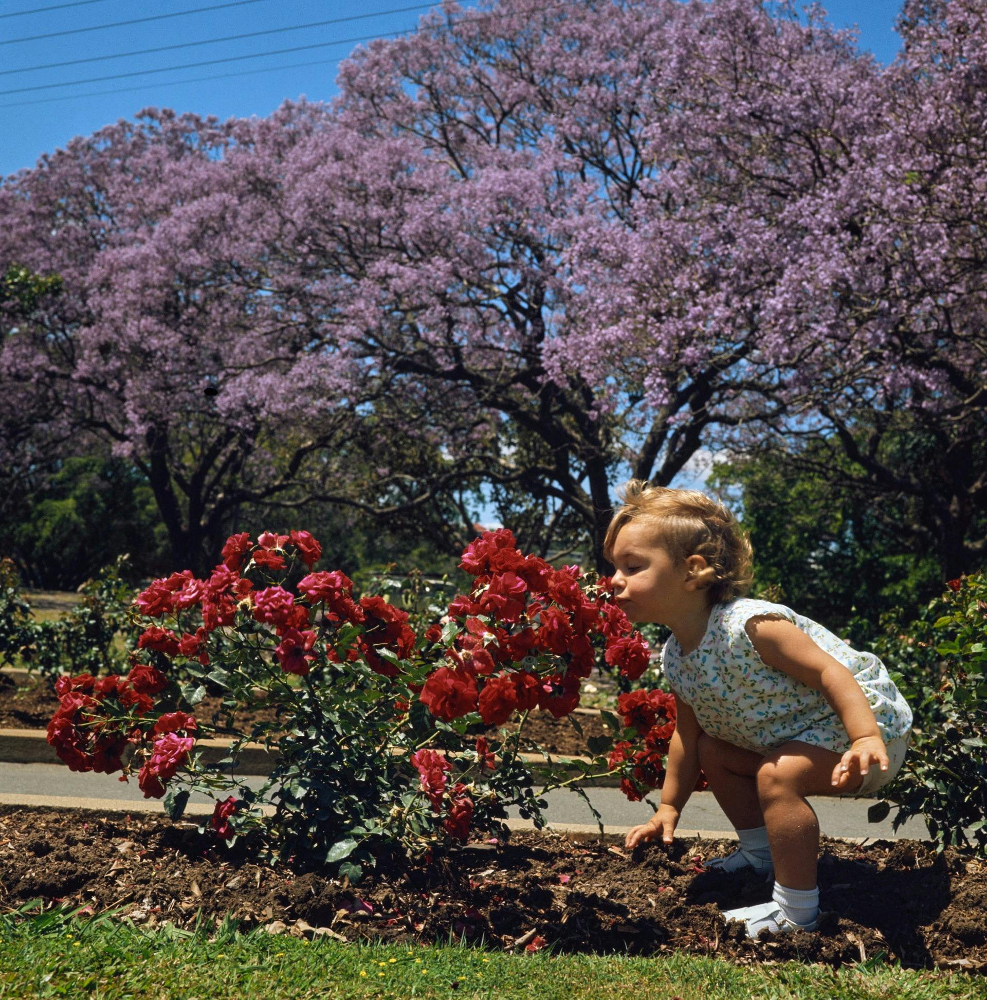 Photograph of a child bending down to smell flowers