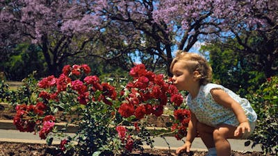Photograph of a child bending down to smell flowers