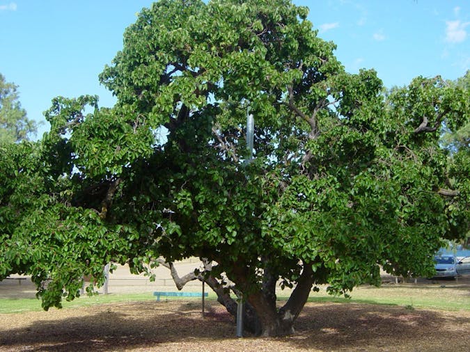 Old Mulberry Tree