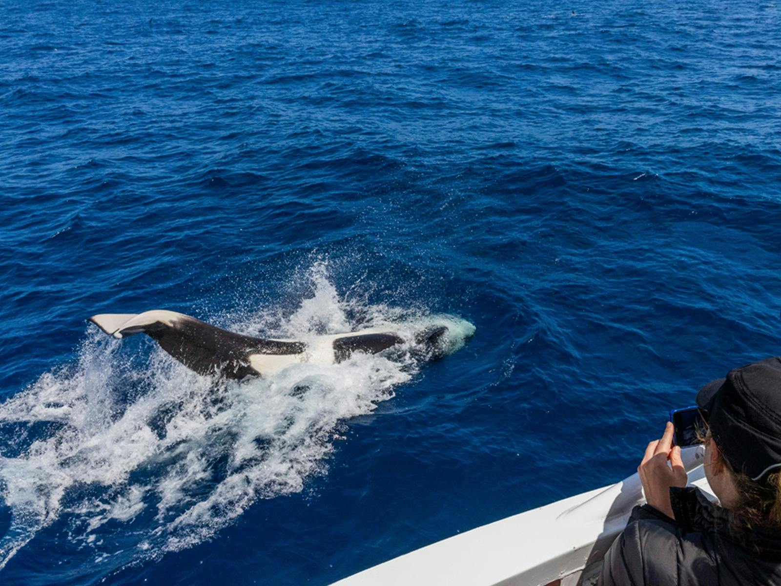 Killer Whale Tour