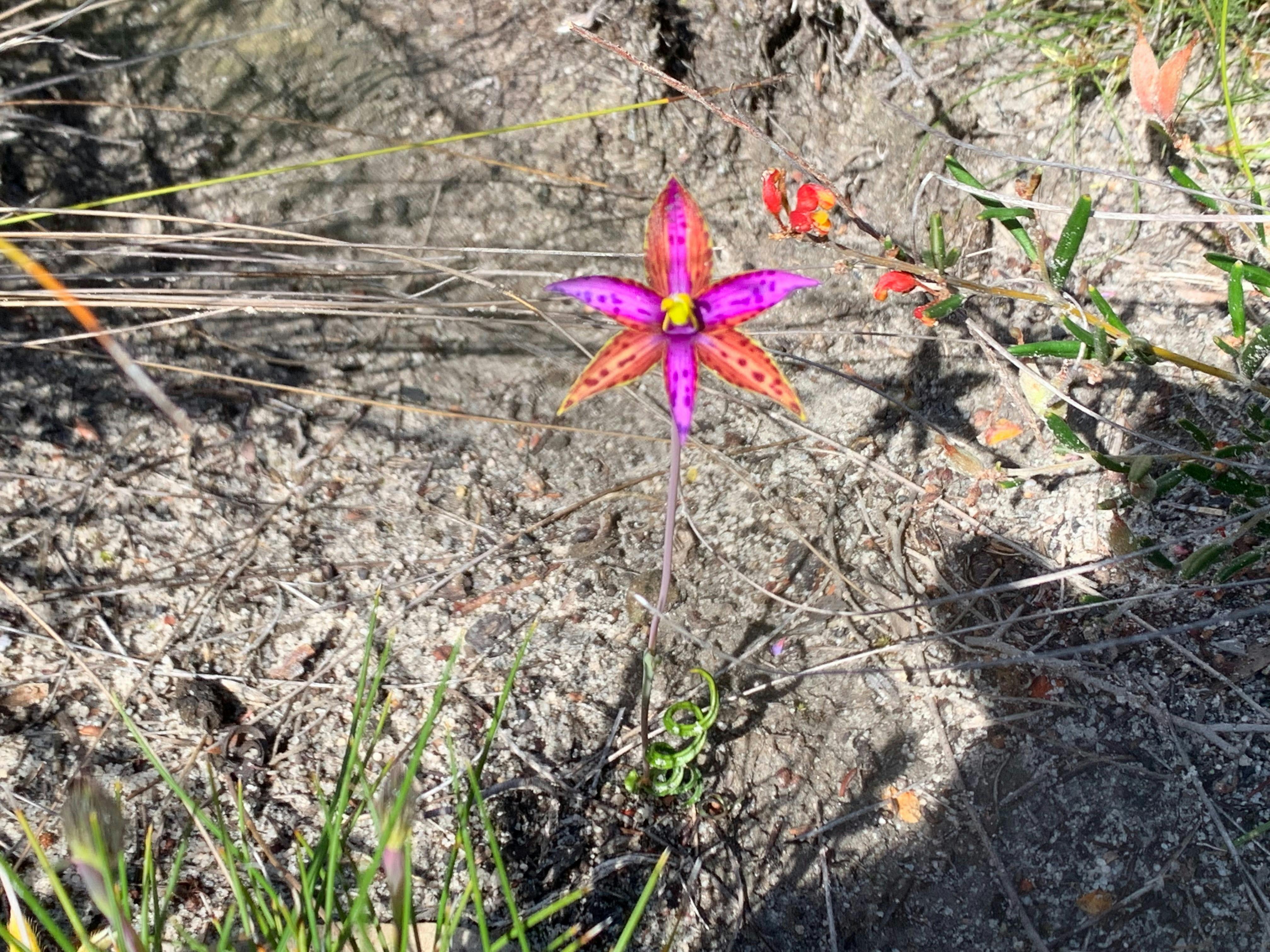 Small bright pink and purple orchid