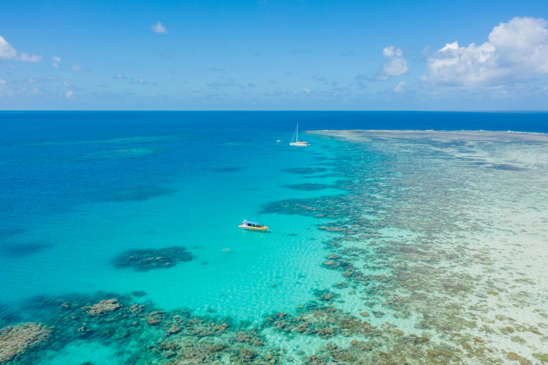 Ocean Safari