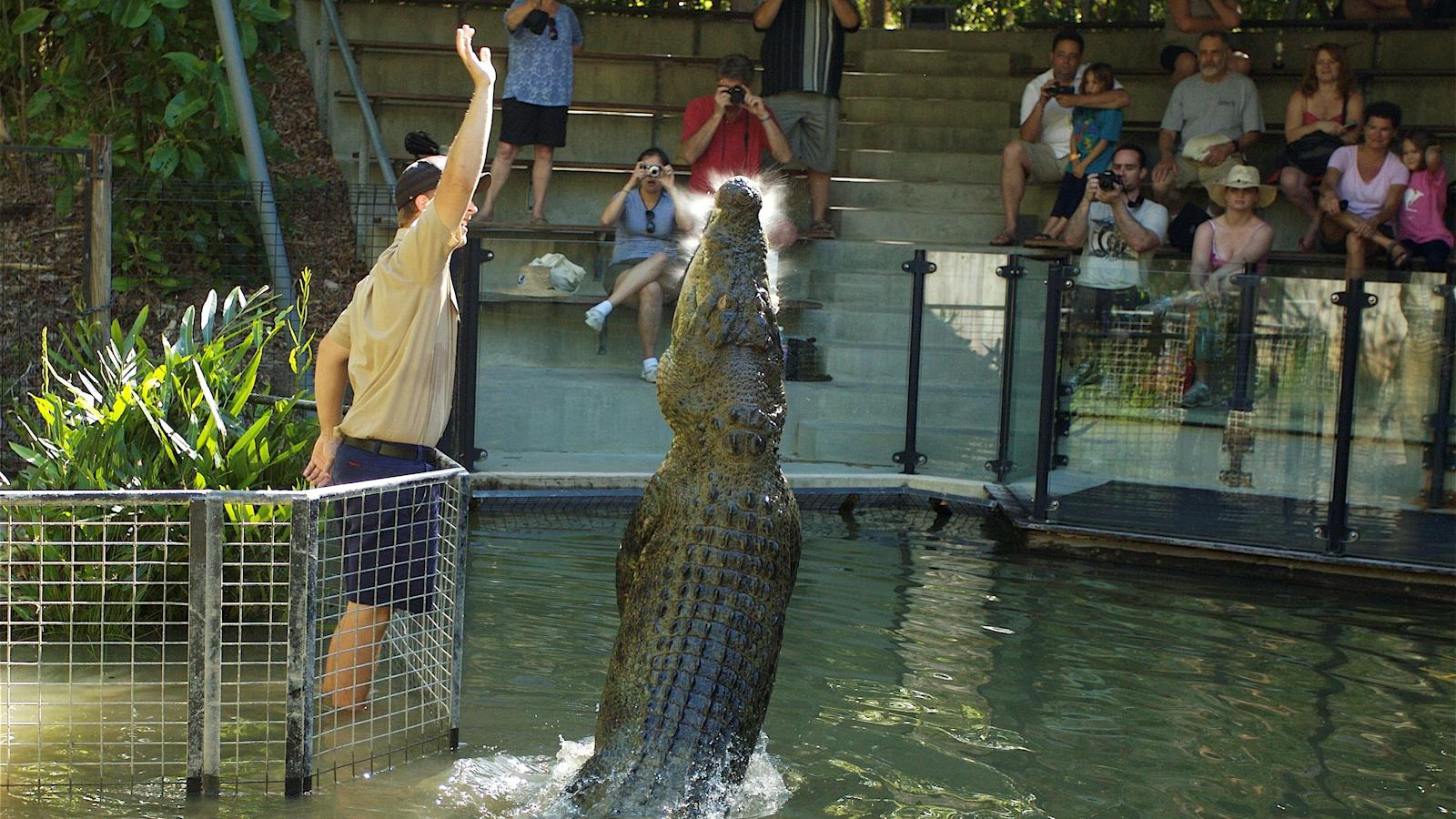 Hartley's Crocodile Adventures