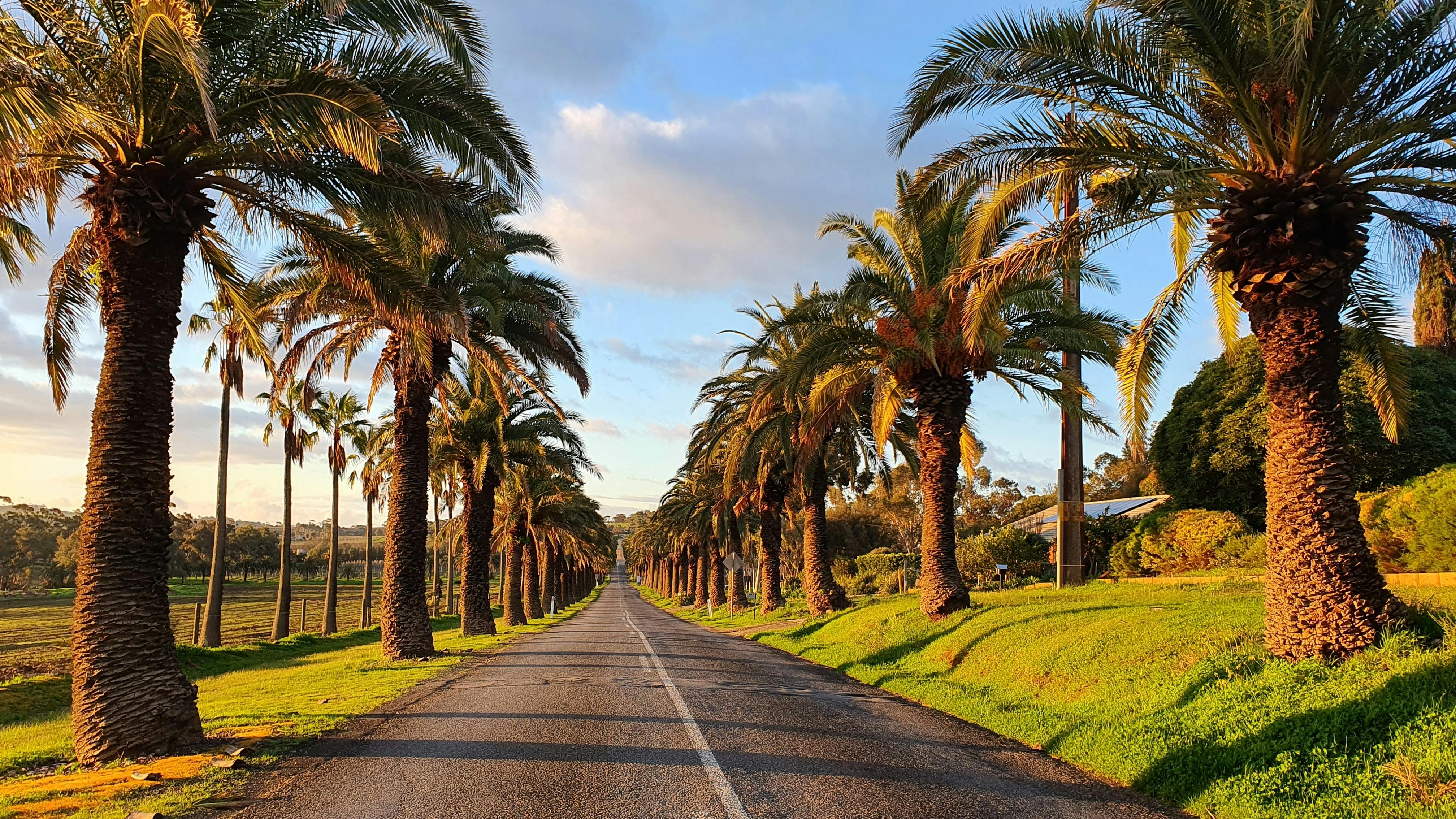 Seppeltsfield Road, Barossa Valley