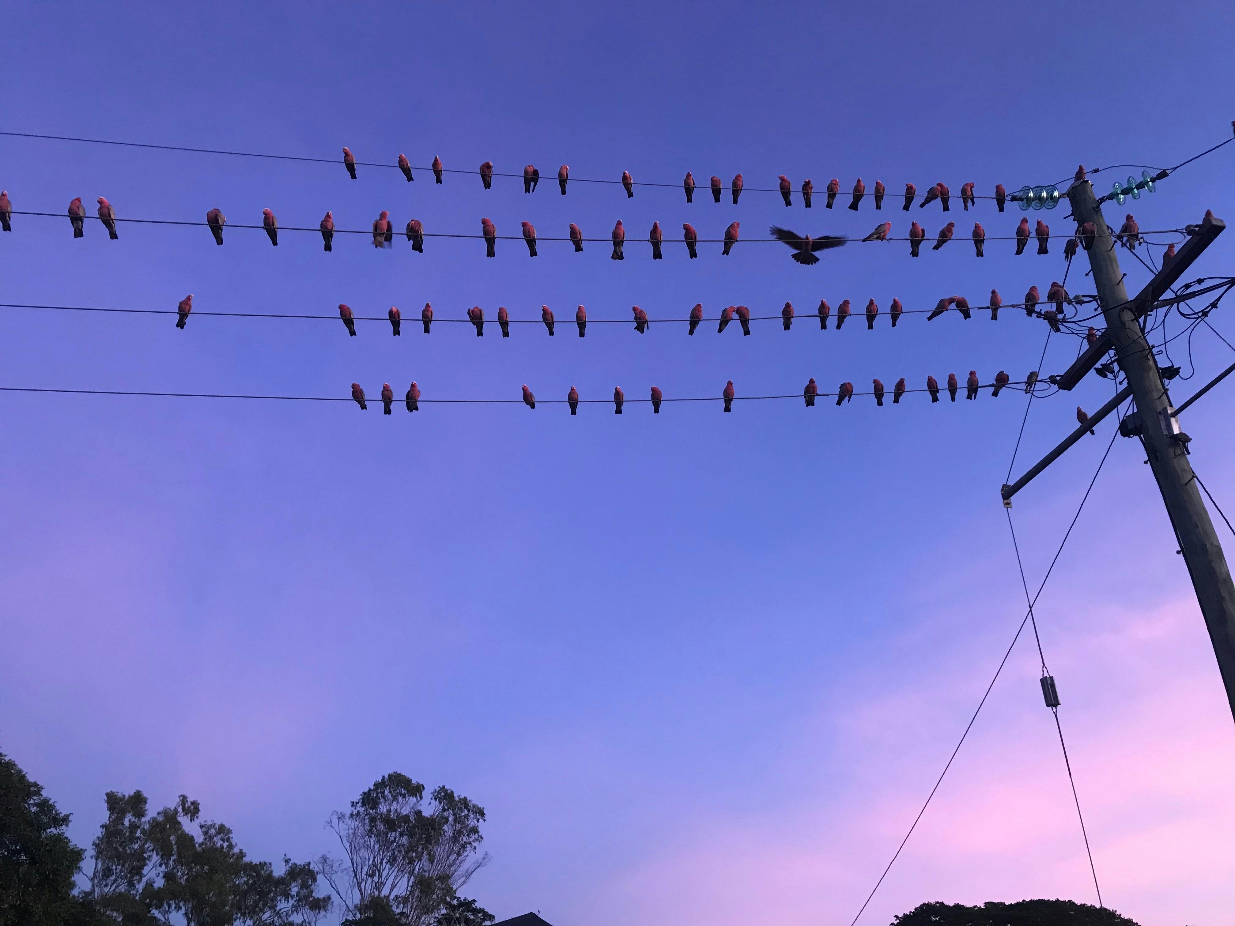 Flock of Galah's at Laura in Queensland