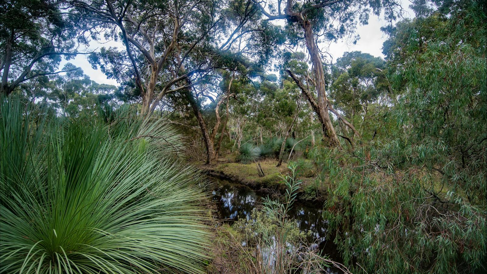 Cygnet Valley