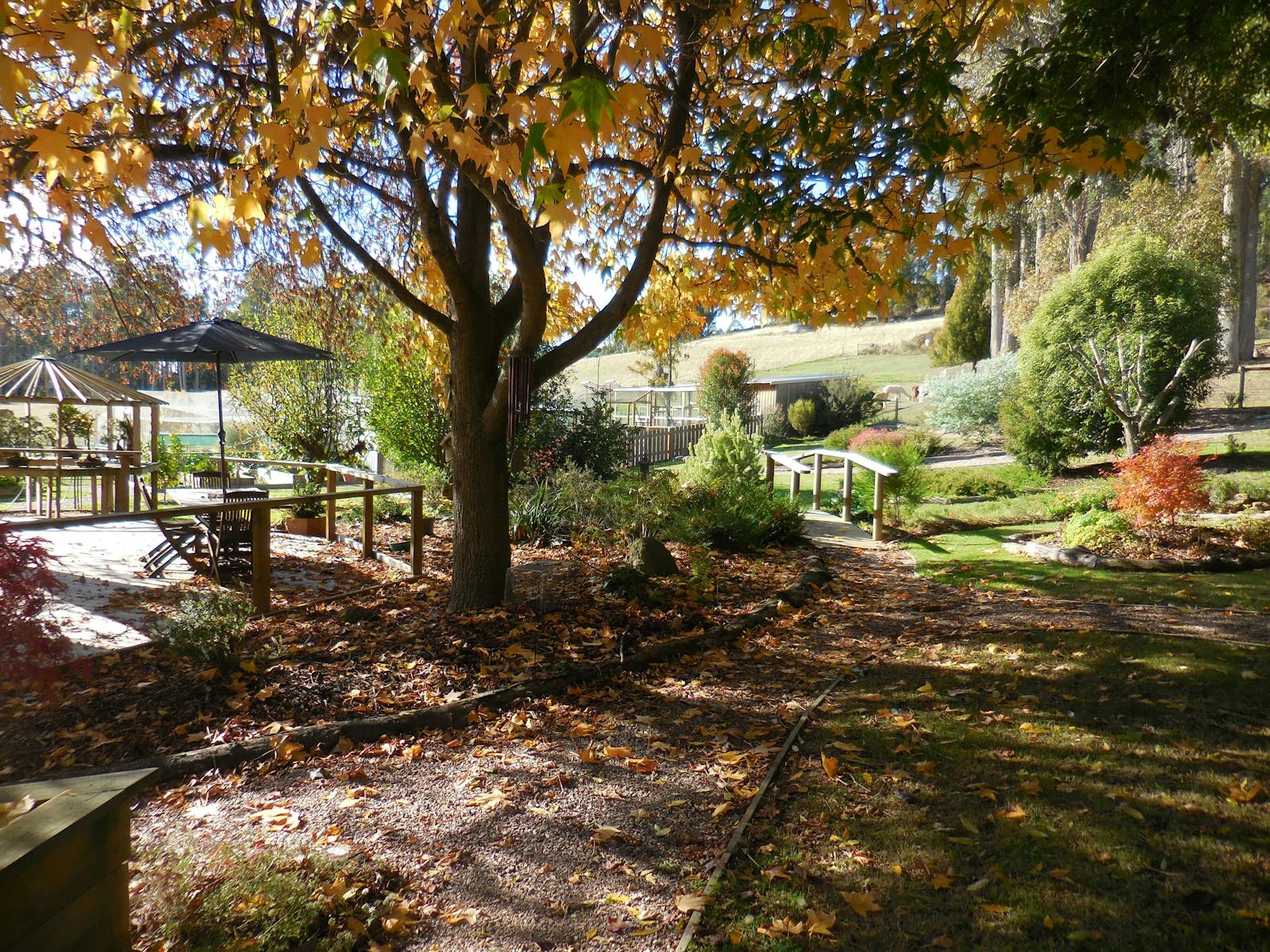 Autumn time in the garden, yellow-leafed tree, gravel path leading to deck, bridge and pond.