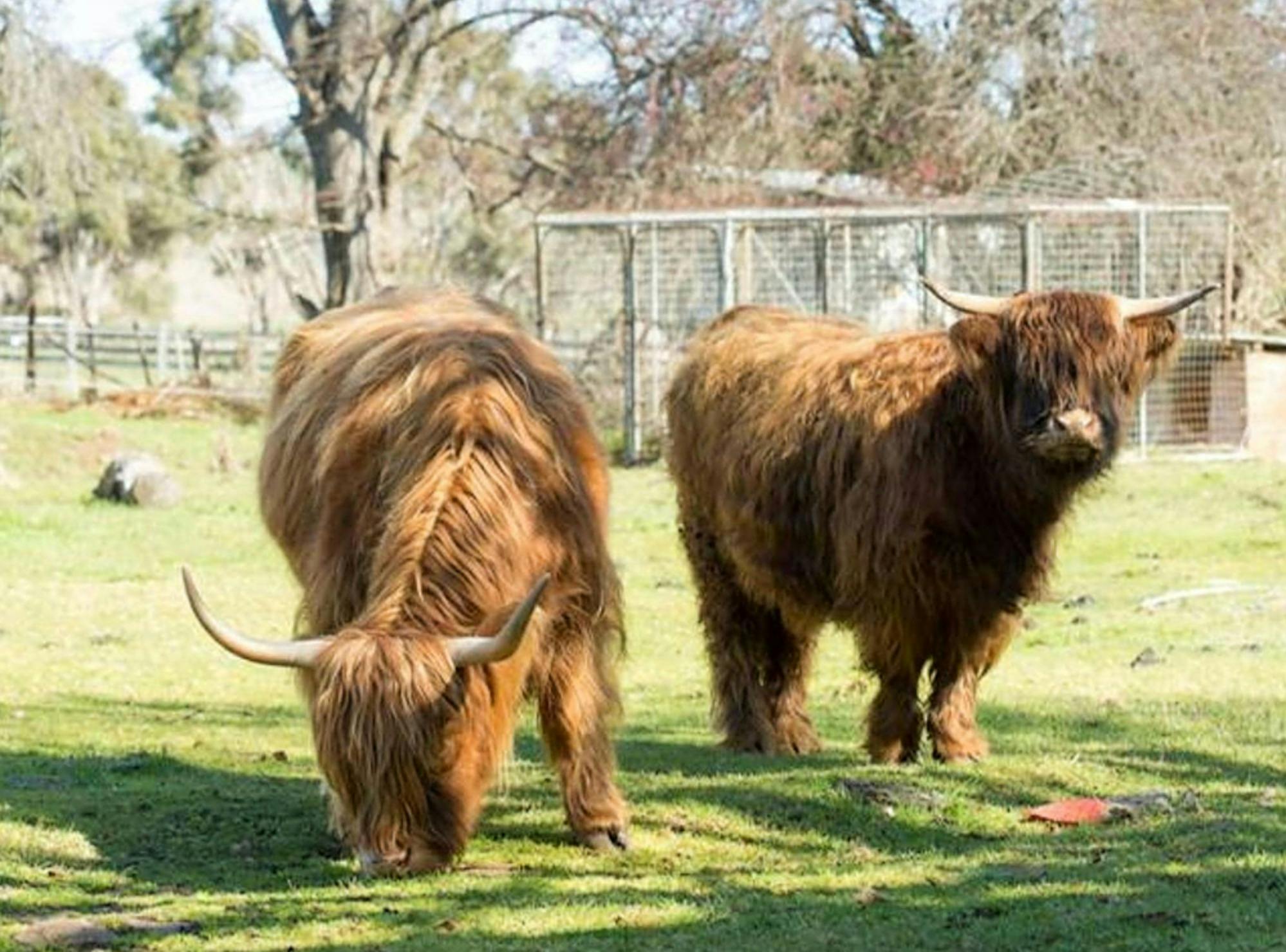 Meet your event hosts - Scottish Highland Cattle