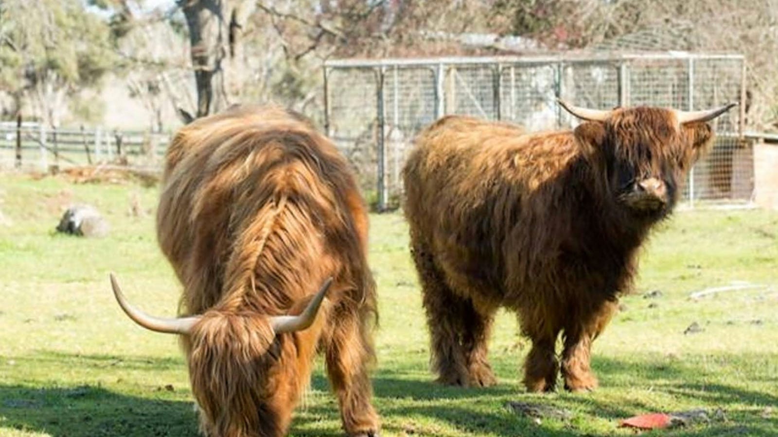 Meet your event hosts - Scottish Highland Cattle