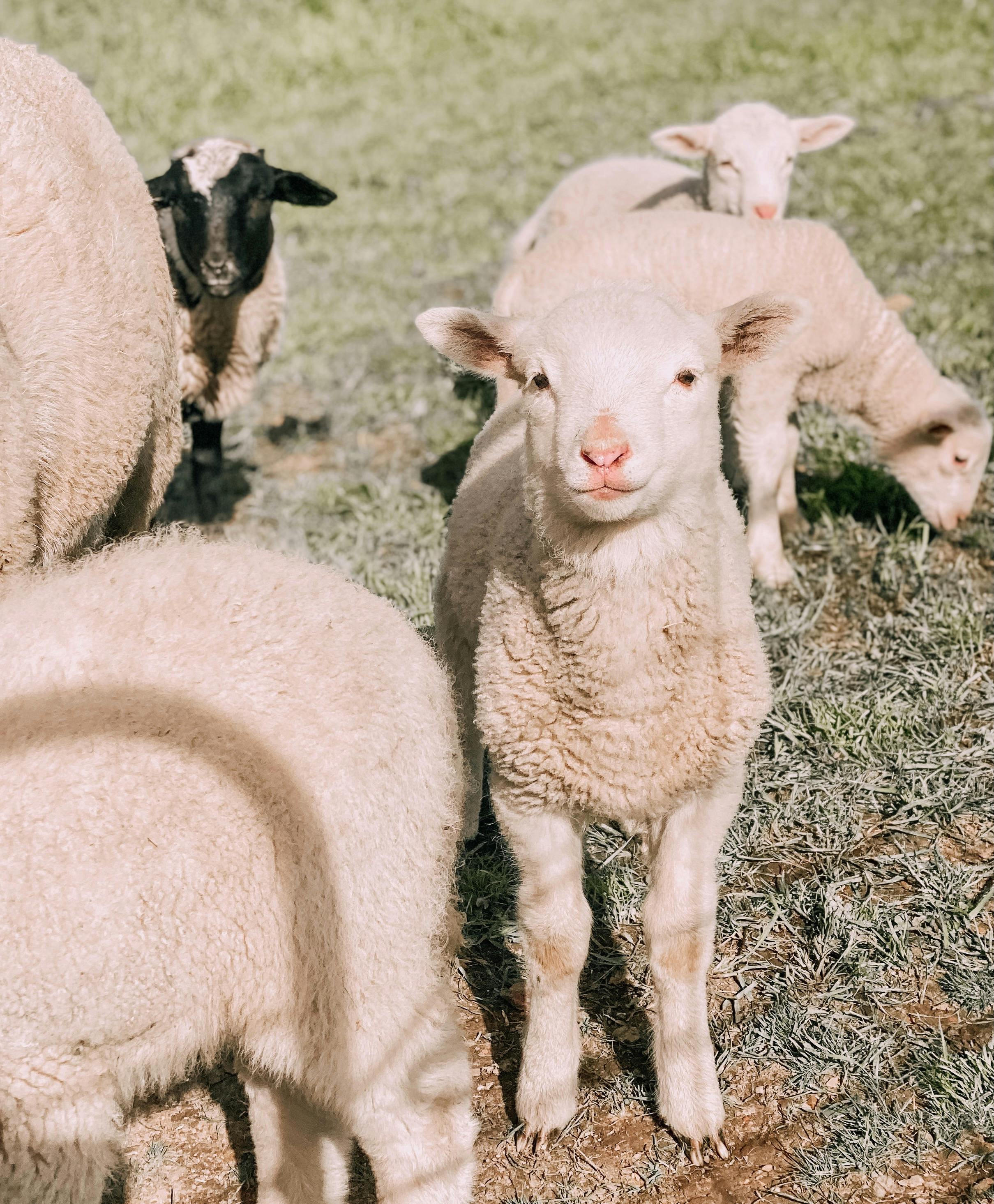 Lamb