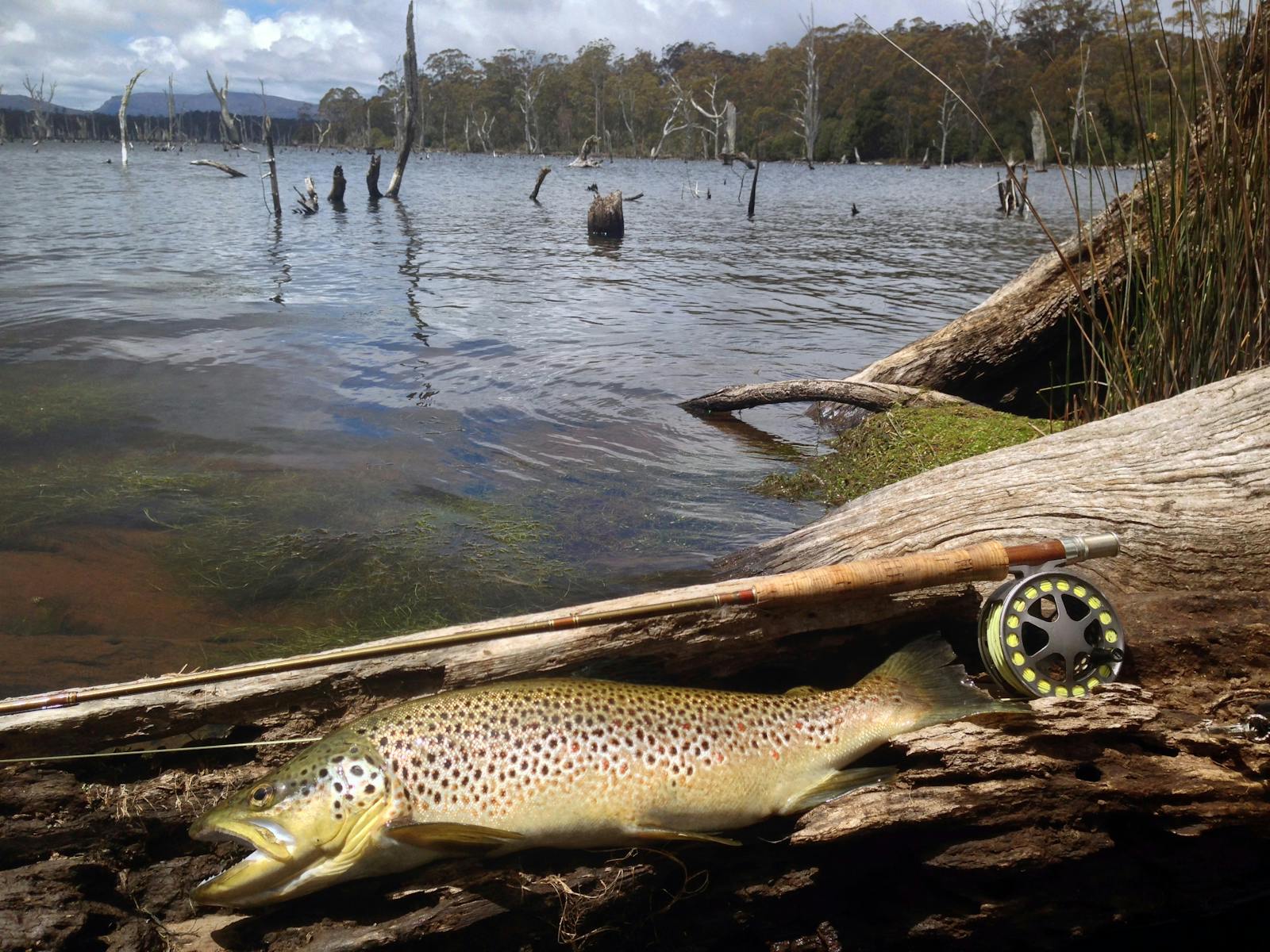 Talbots Lagoon brown trout