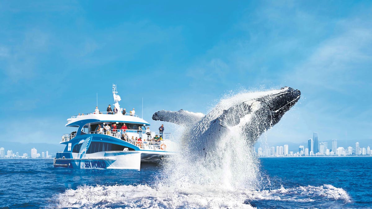Sea World Whale WatchHumpback Whale breaching in front of Gold Coast skyline and Sea World Cruises B