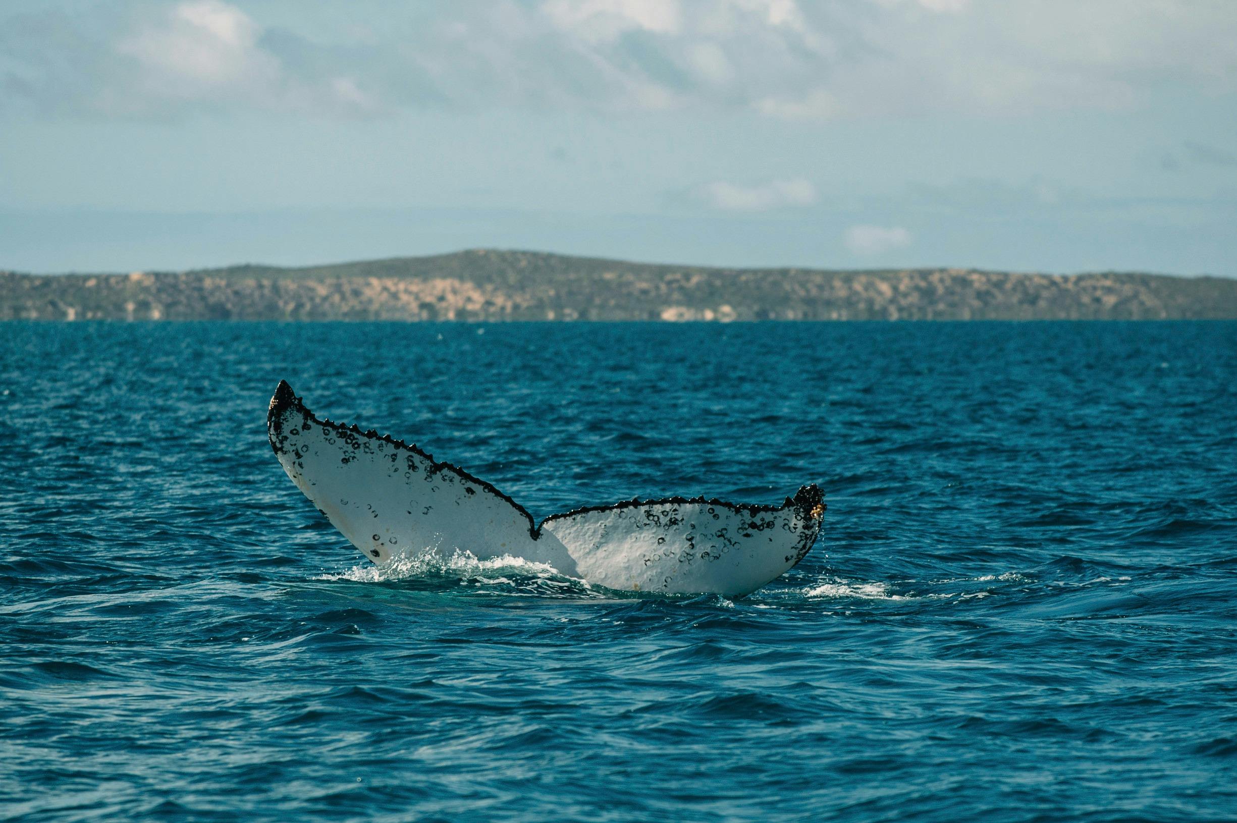 Coral Coast Wildlife, Monkey Mia, Western Australia