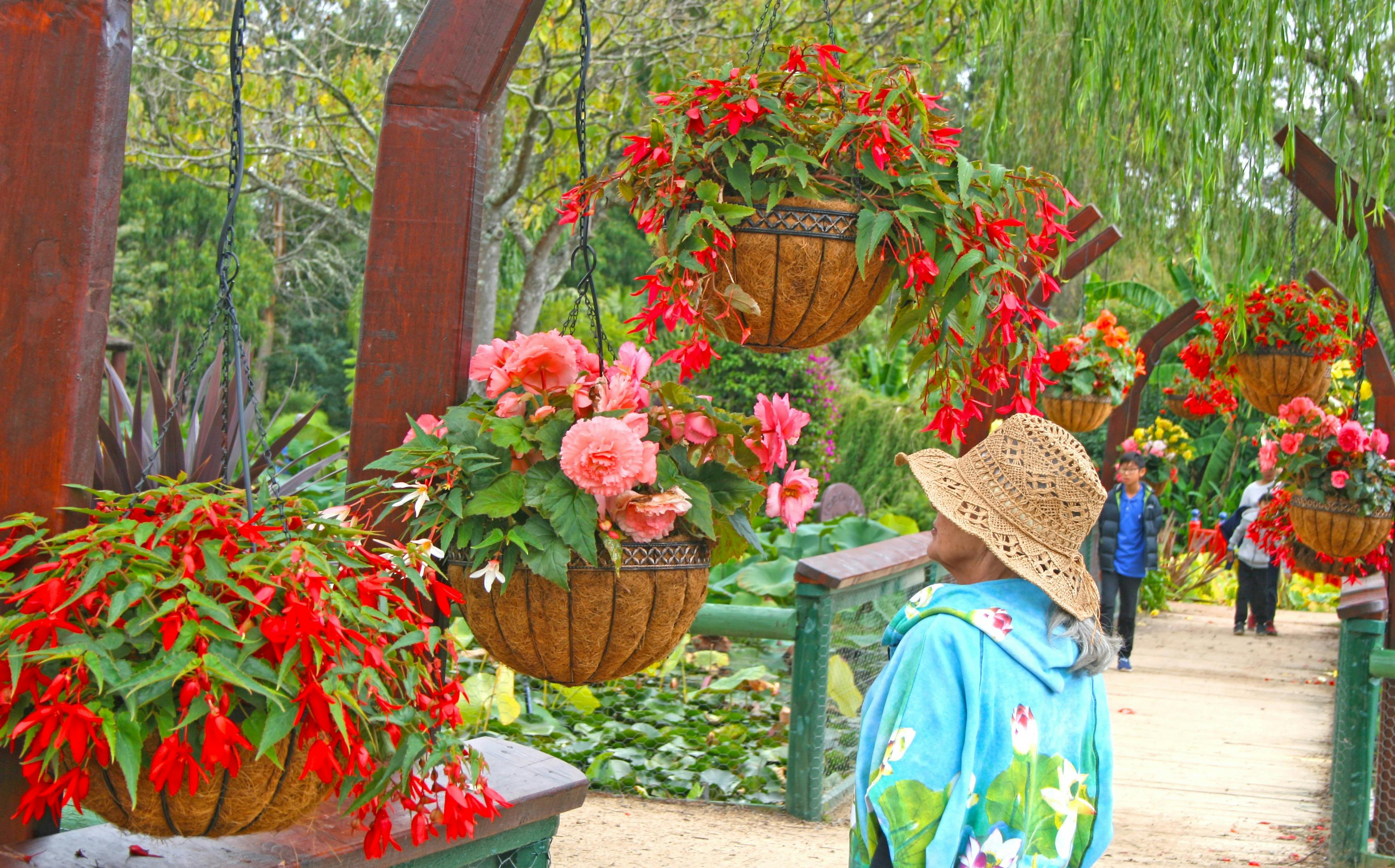 Bloomin' Begonias and the Autumn Flower Season