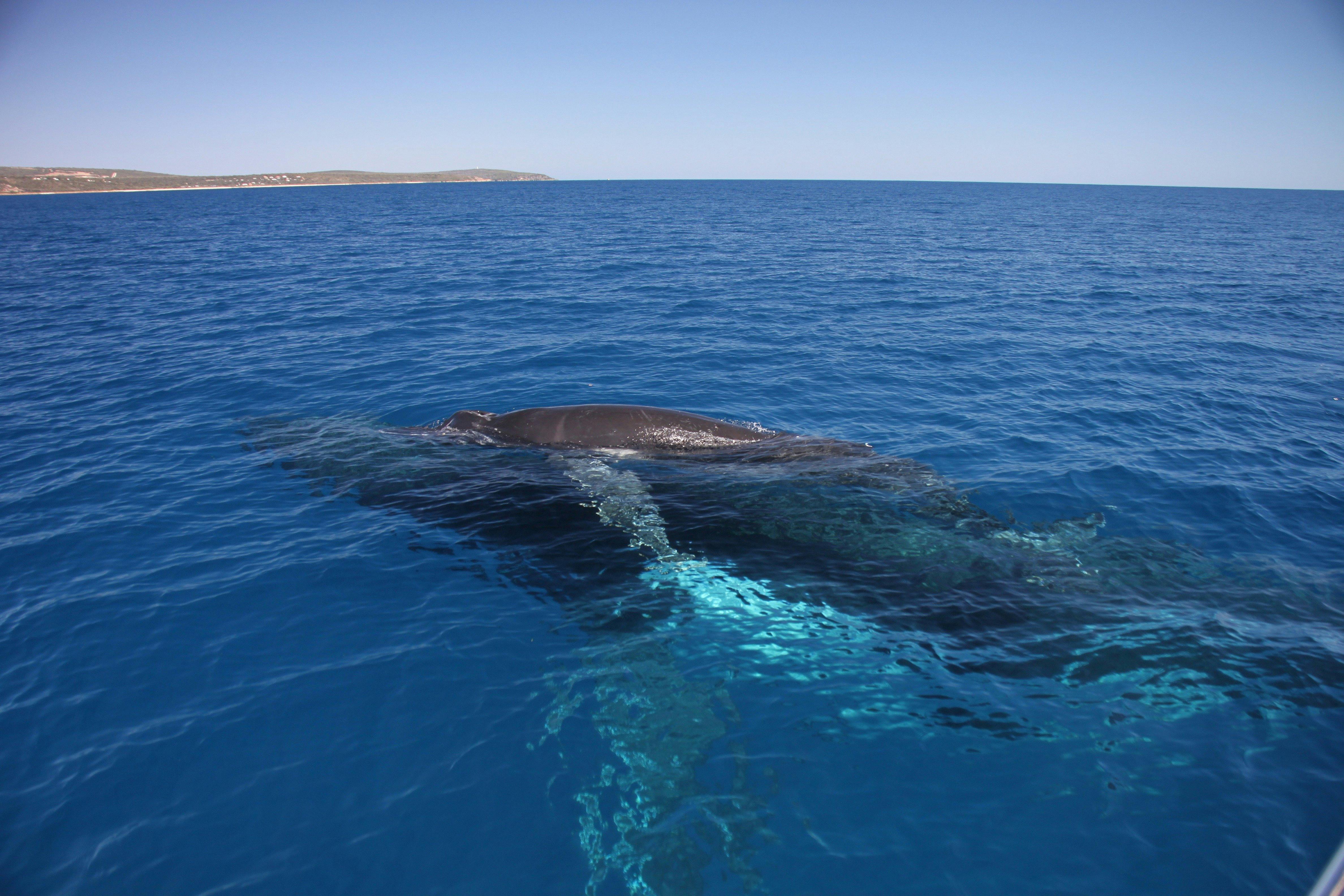 Naturaliste Charters Whale Watching, Dunsborough, Western Australia