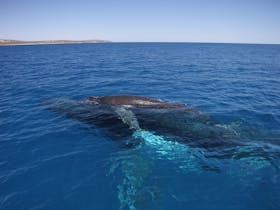 Naturaliste Charters Whale Watching, Dunsborough, Western Australia