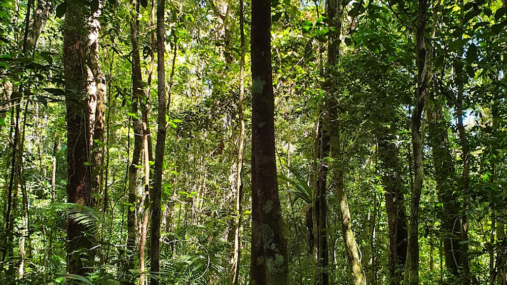 North Queensland Tours - World Heritage Rainforest
