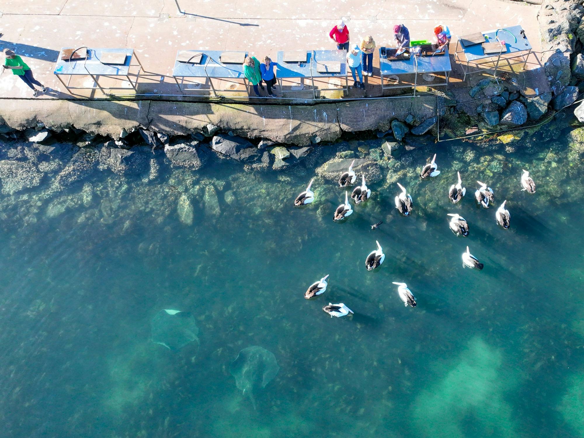 Drone photo of Quarantine Bay Eden