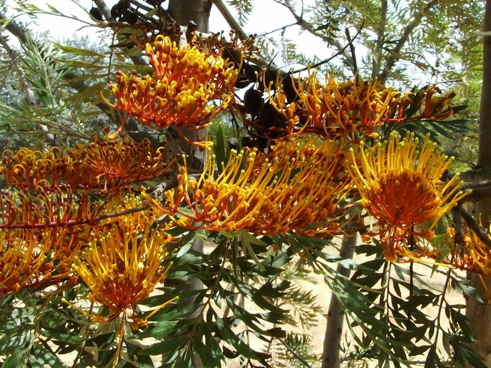 Nail Can Hill - Silky Oak