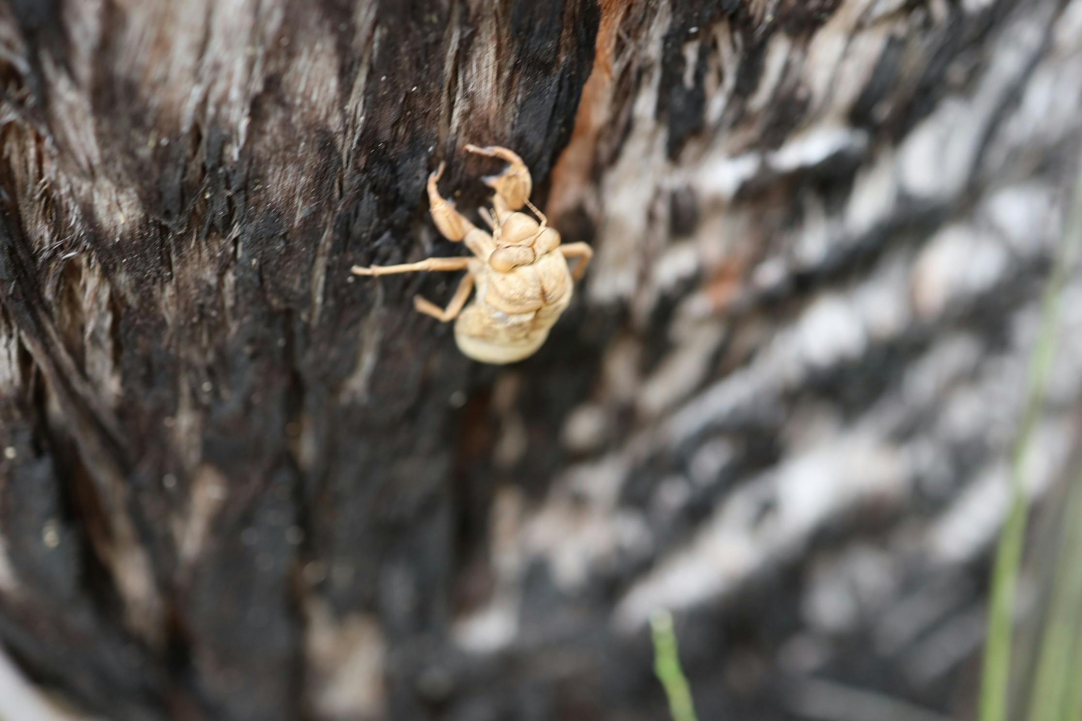 Circade shell close up on tree