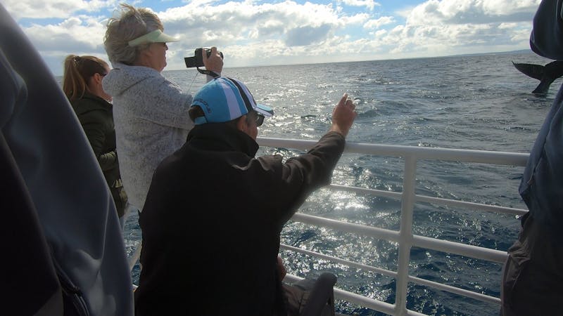Whalesong Cruises – Whale Watching in Hervey Bay