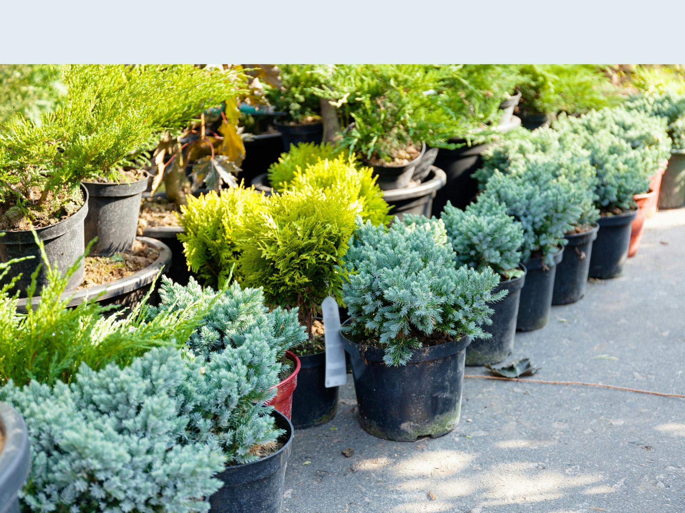 Winter Garage and Plant Sale