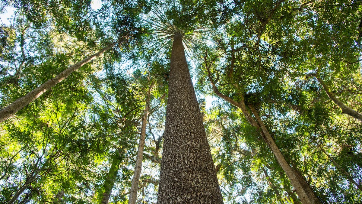 Bunya Pine Bunya Pine