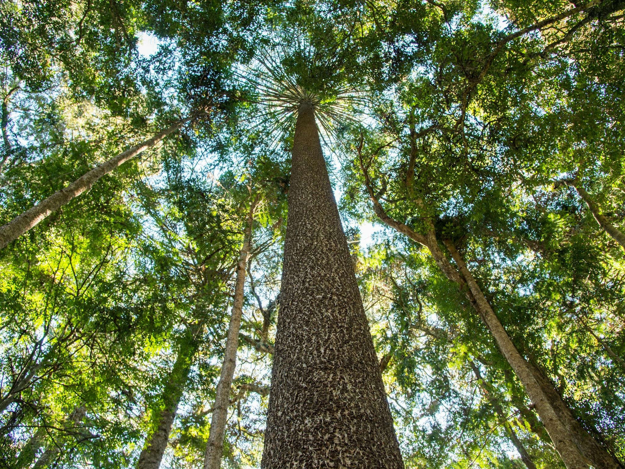 Bunya Pine Bunya Pine
