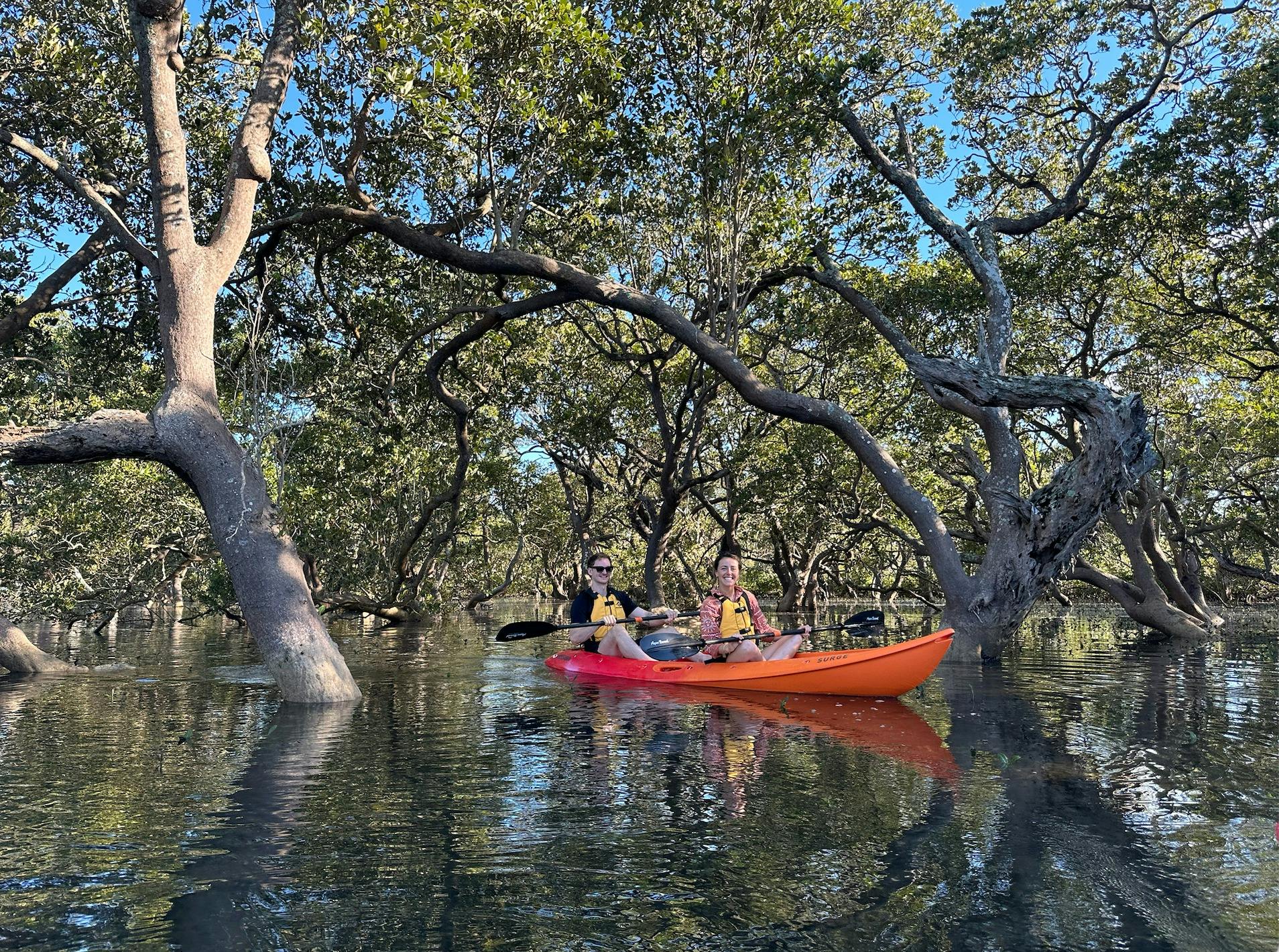 Mangrove tree kayaking experience