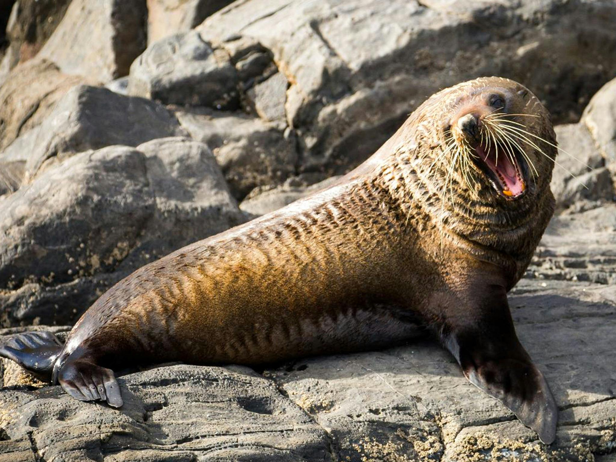 A long-nosed seal calls to other seals