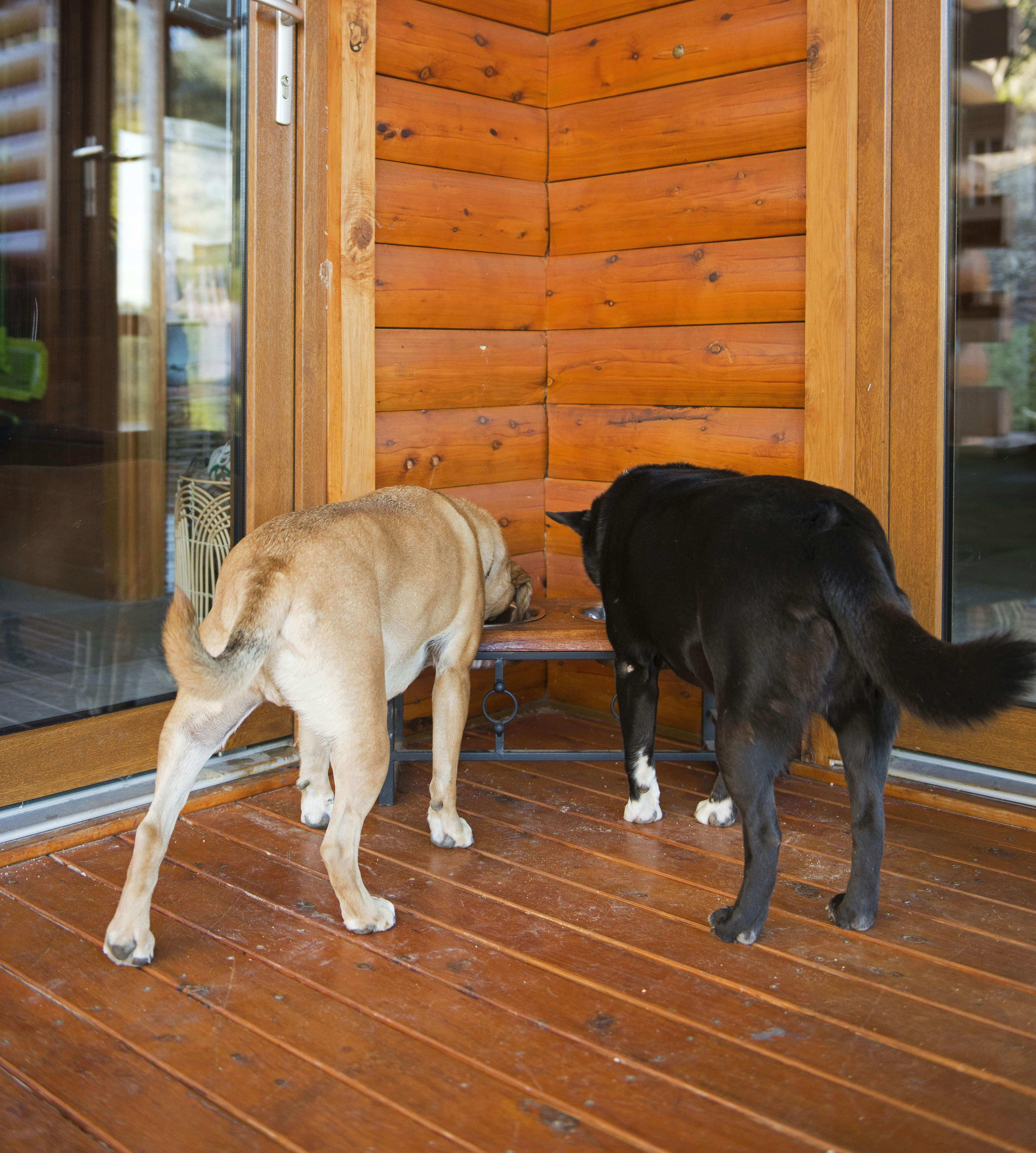 Two dogs on a timber deck at pet-friendly accommodation.