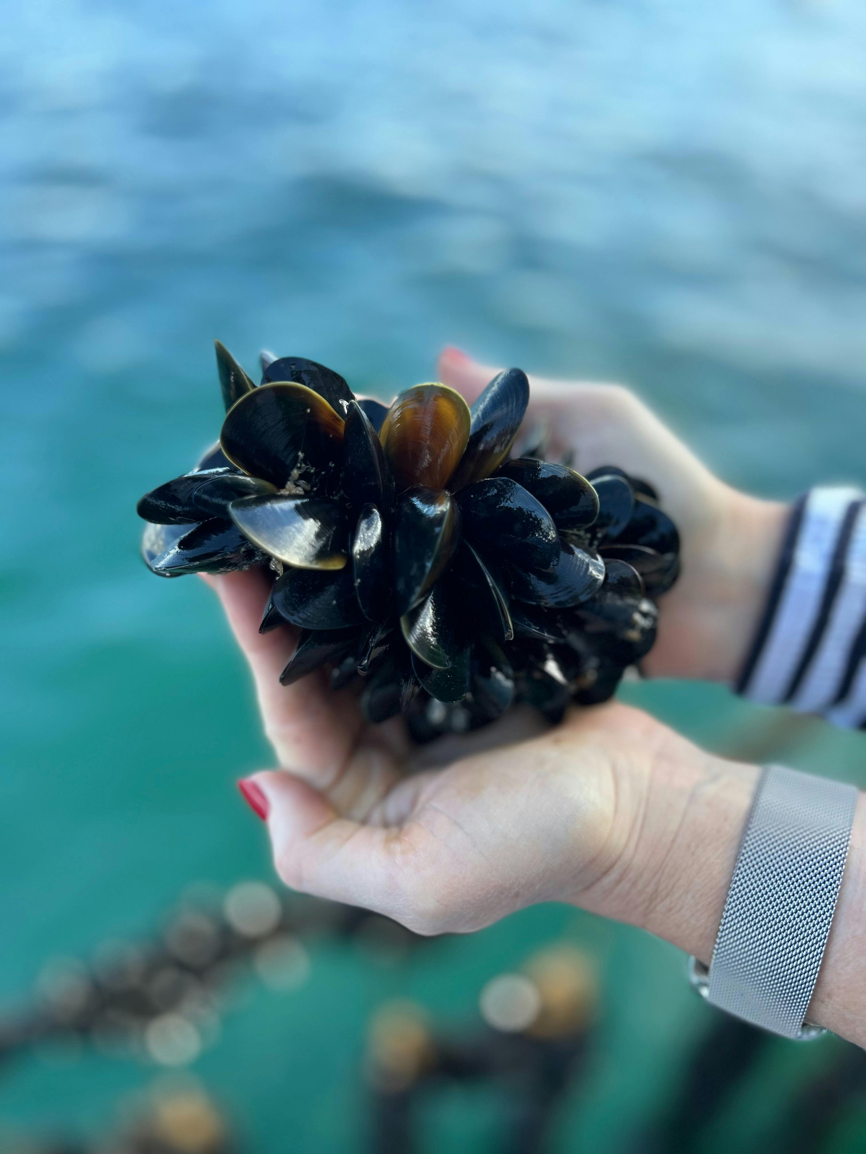 Mussels