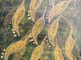 Australian Flora & Fauna Art Exhibition