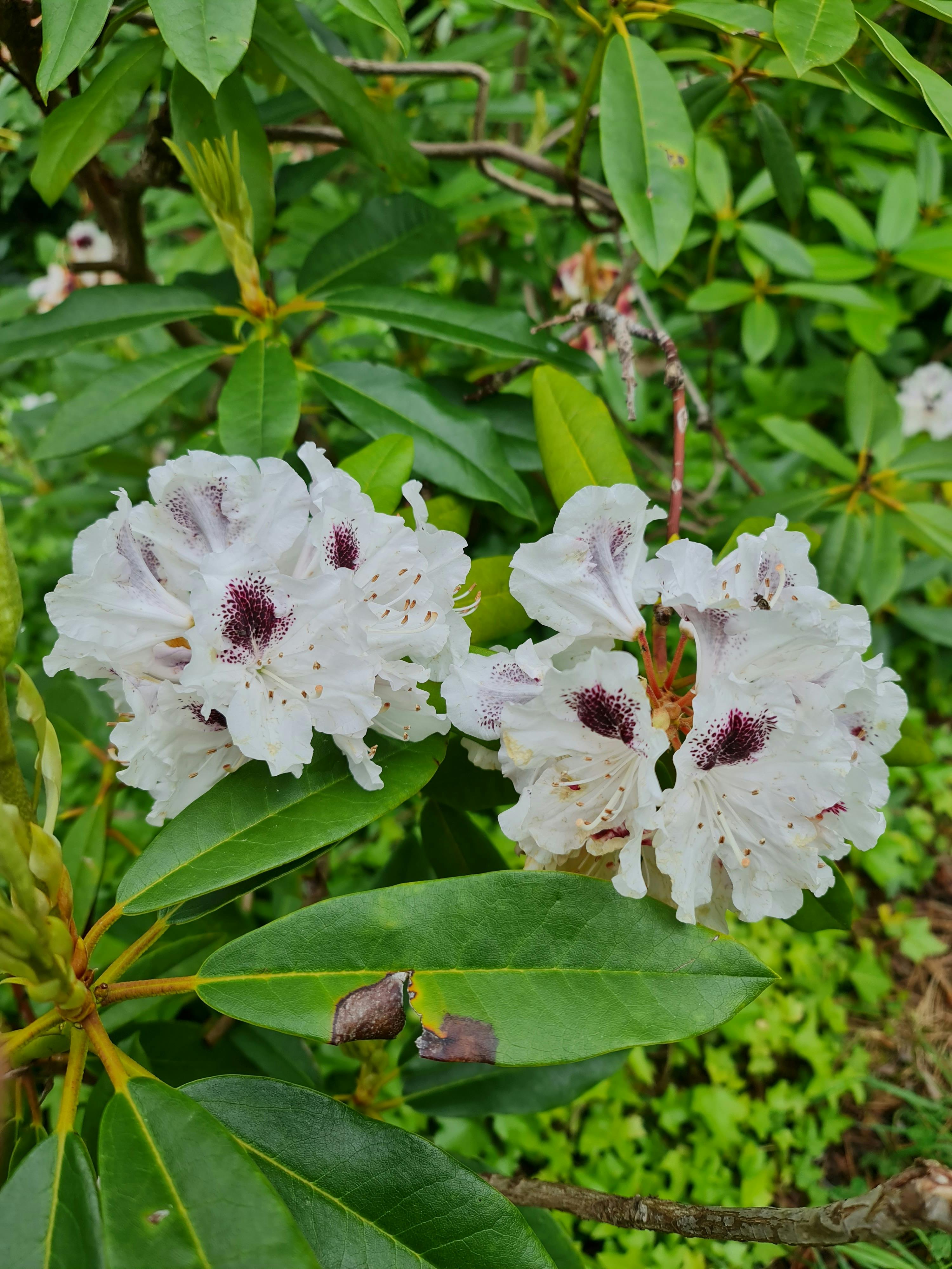 One of eth many rhododendrons in flower in October each year