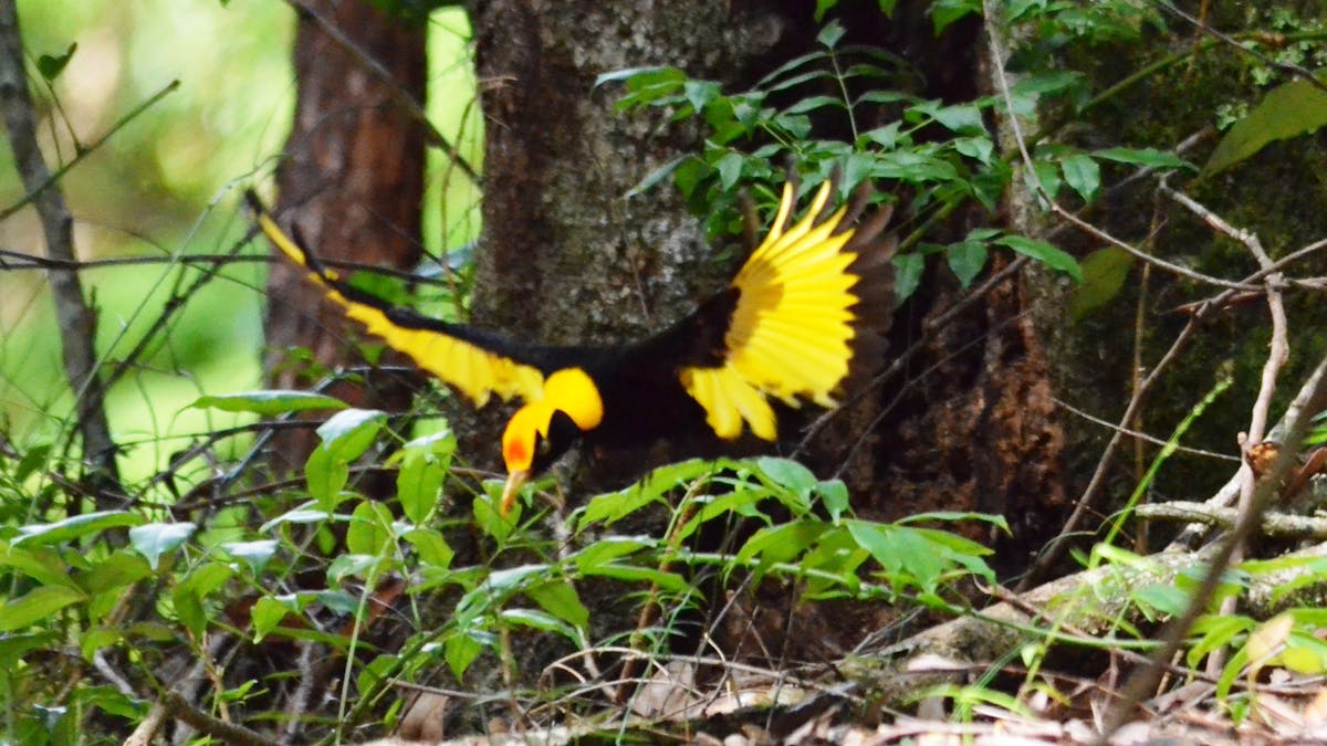 Accommodation hinterland nature rural farmstays Maleny Bellthorpe rainforest waterfall birds