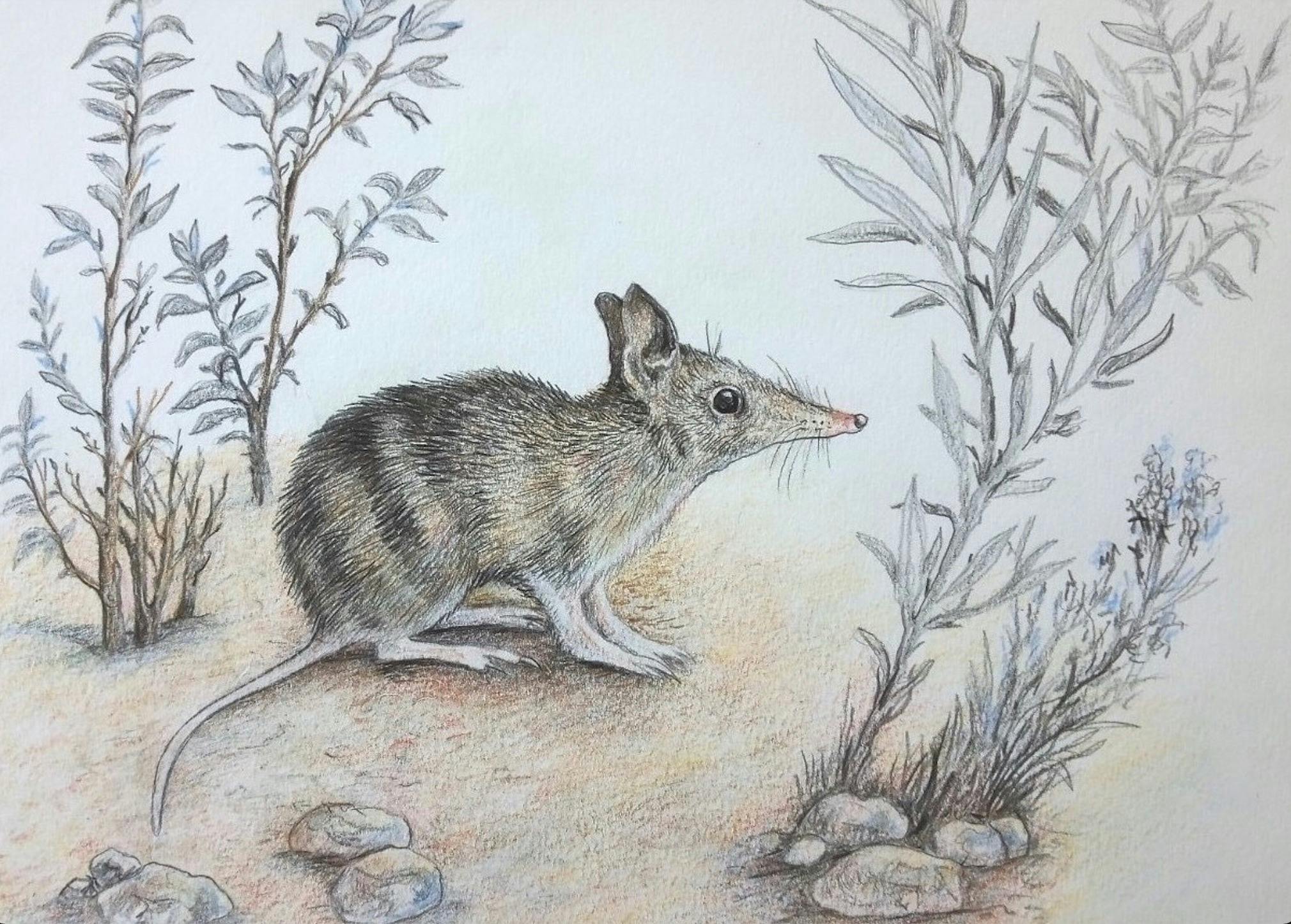 Australian Wildlife and Botanical Illustration Class