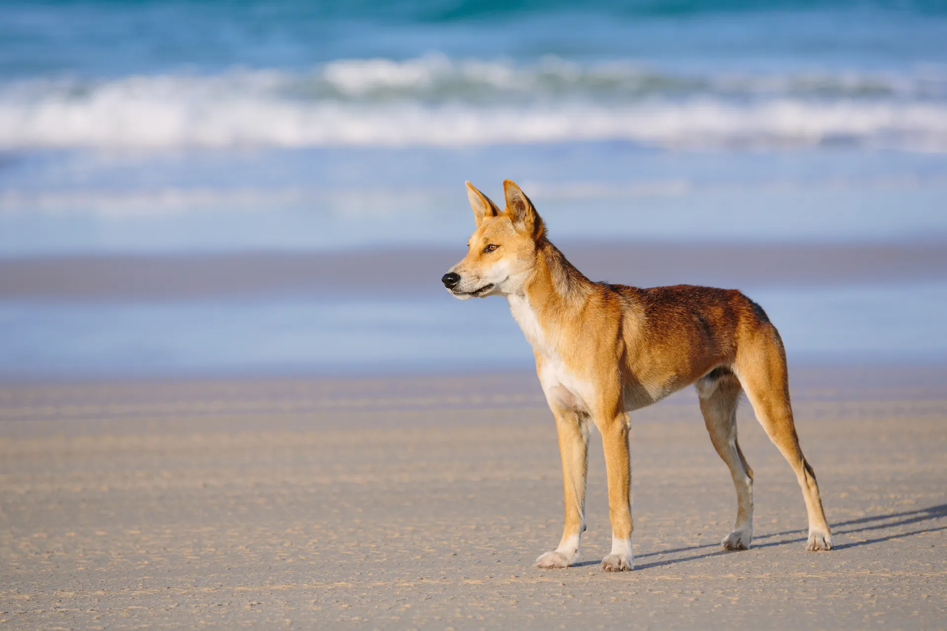 Dingo on Beach