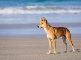 Dingo on Beach