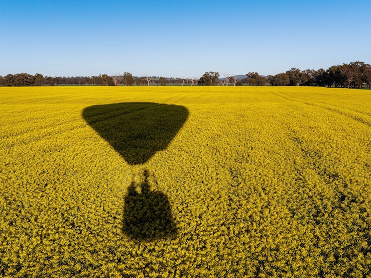 Balloon shadow low over the canola