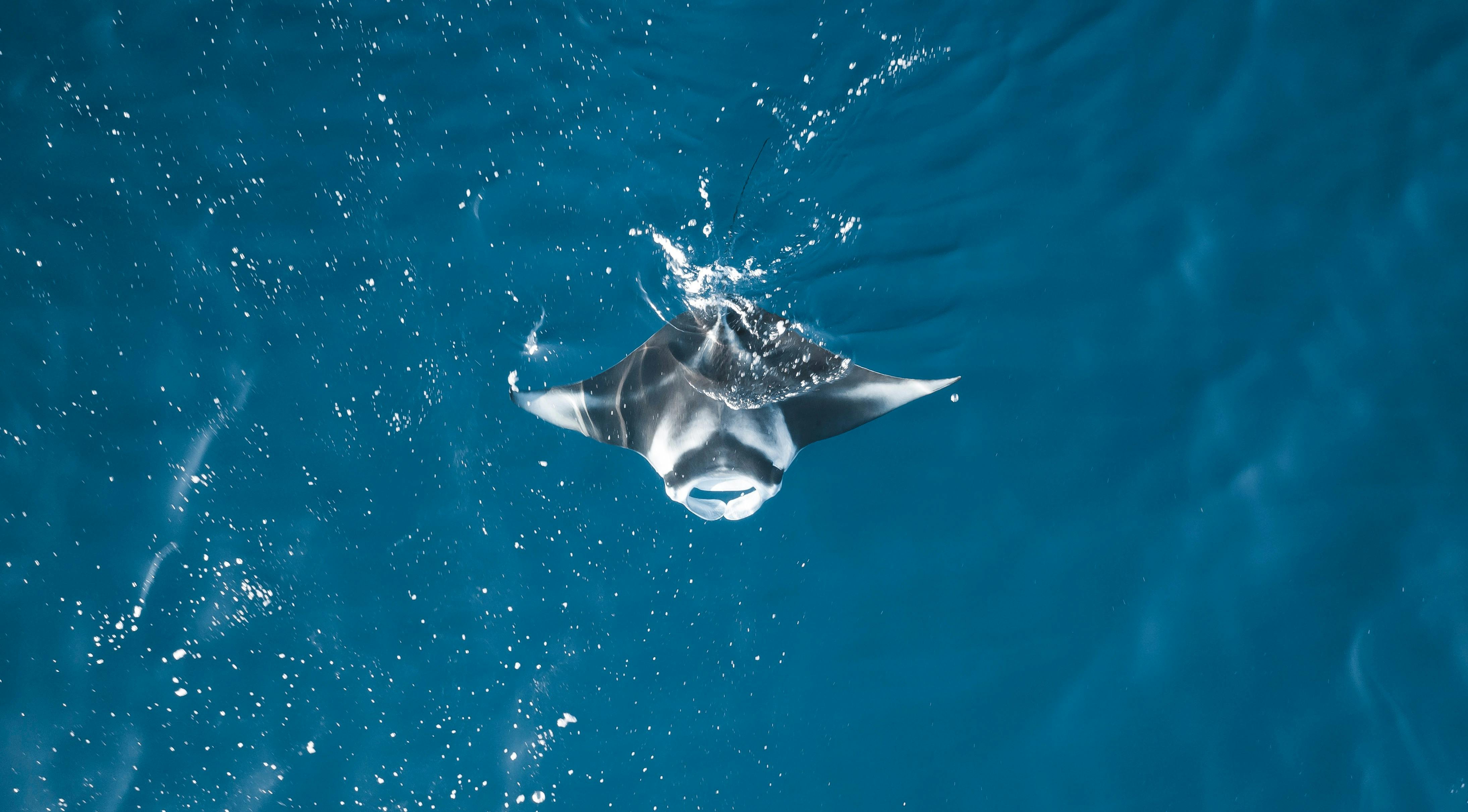 Manta Ray at the Rowley Shoals