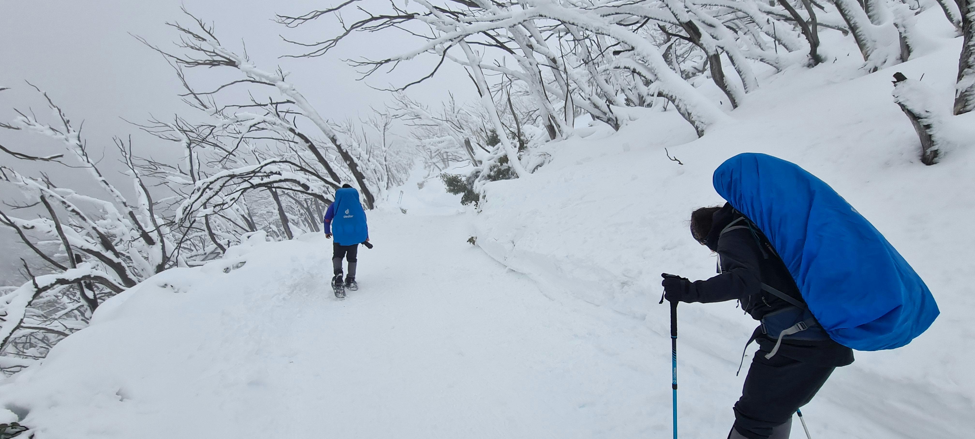 Hikers snowshoeing along Mt Stirling trail