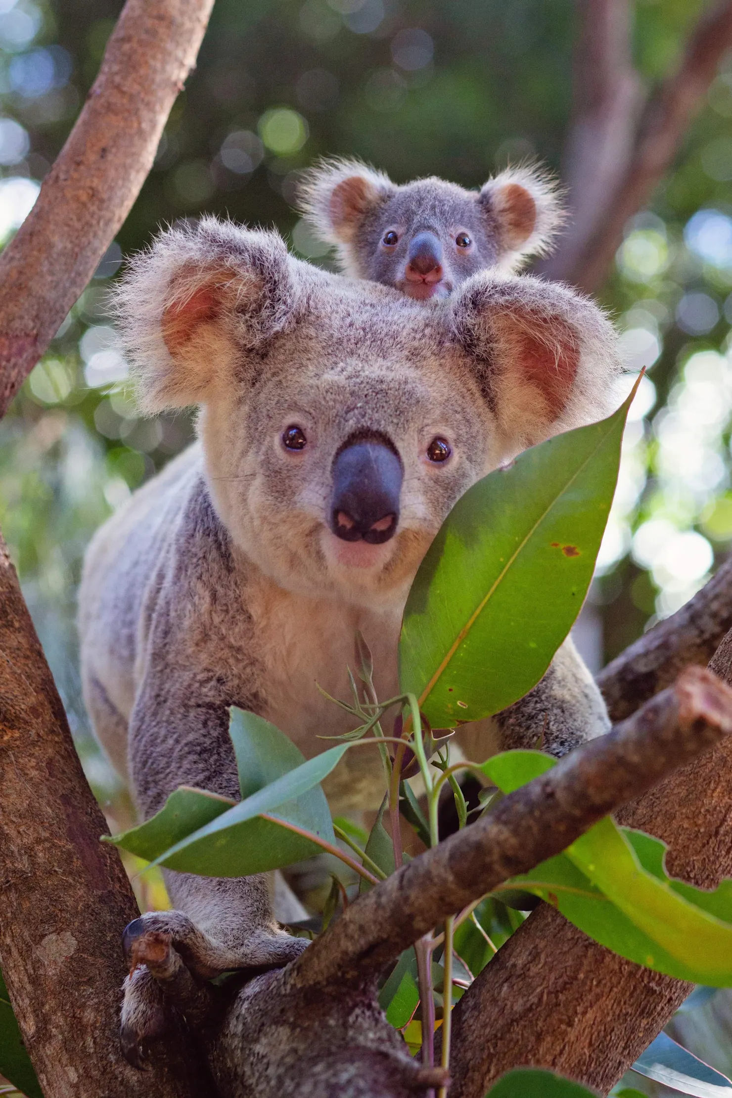 Koala with joey