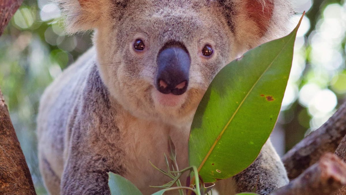 Koala with joey