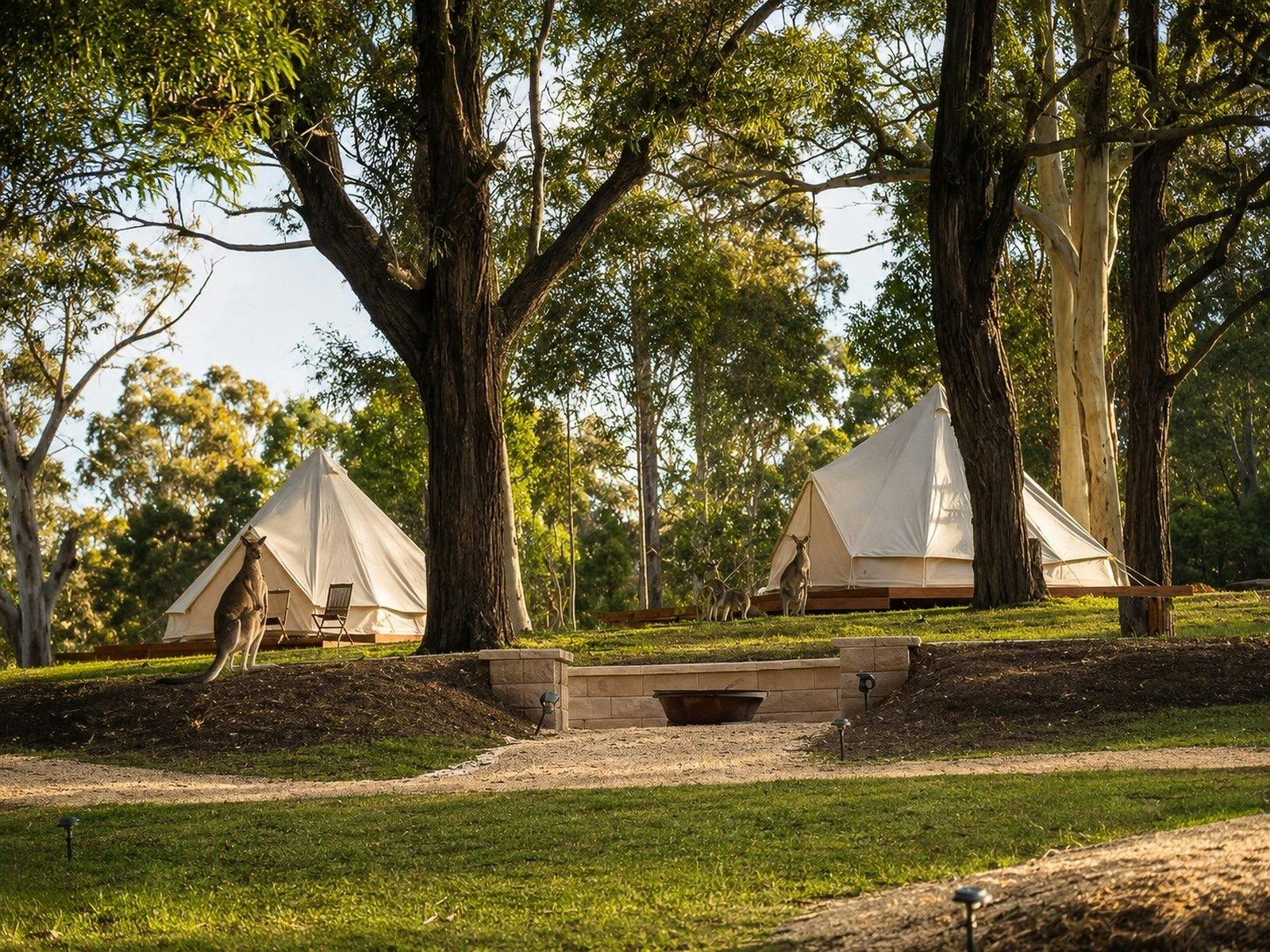 Two bell tents set among gum trees at Adeline Estate in the Hunter Valley, with kangaroos nearby and