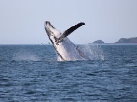 Breaching whale at Eden. NSW