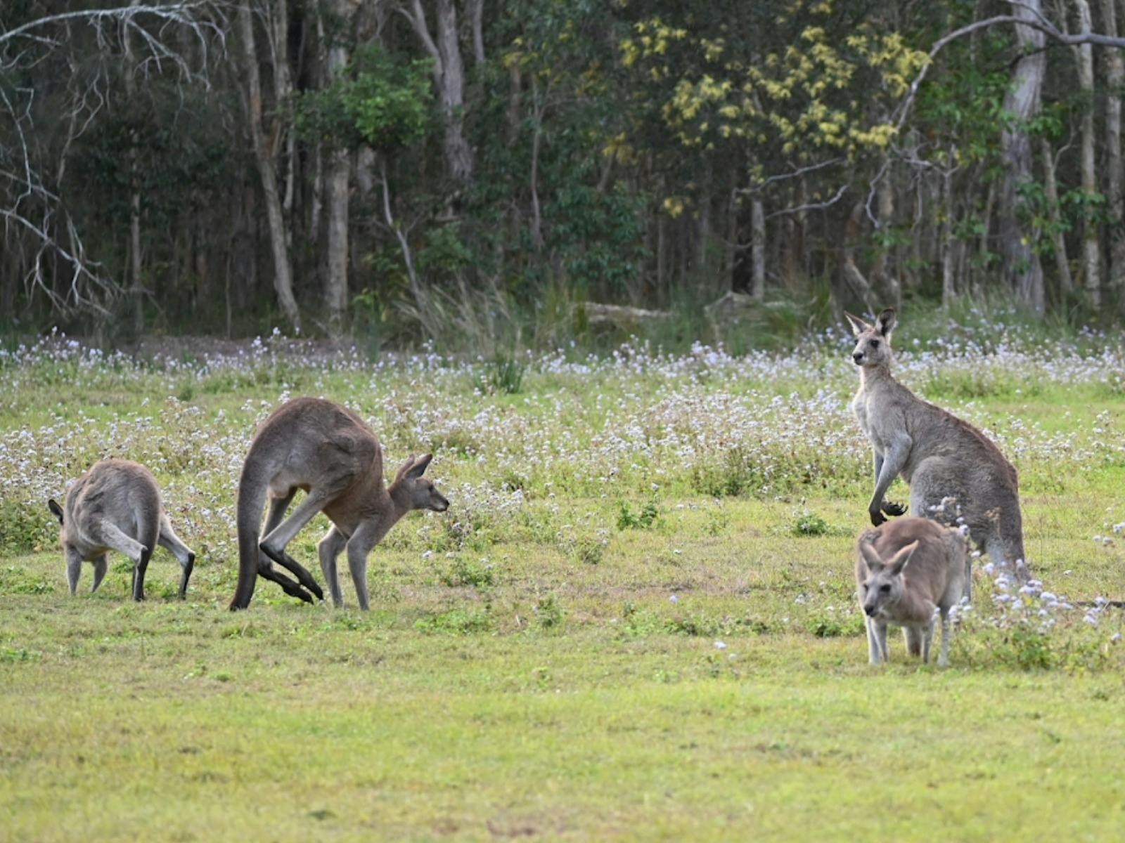 Mount Tamborine Vines, Views & Glow Worms
