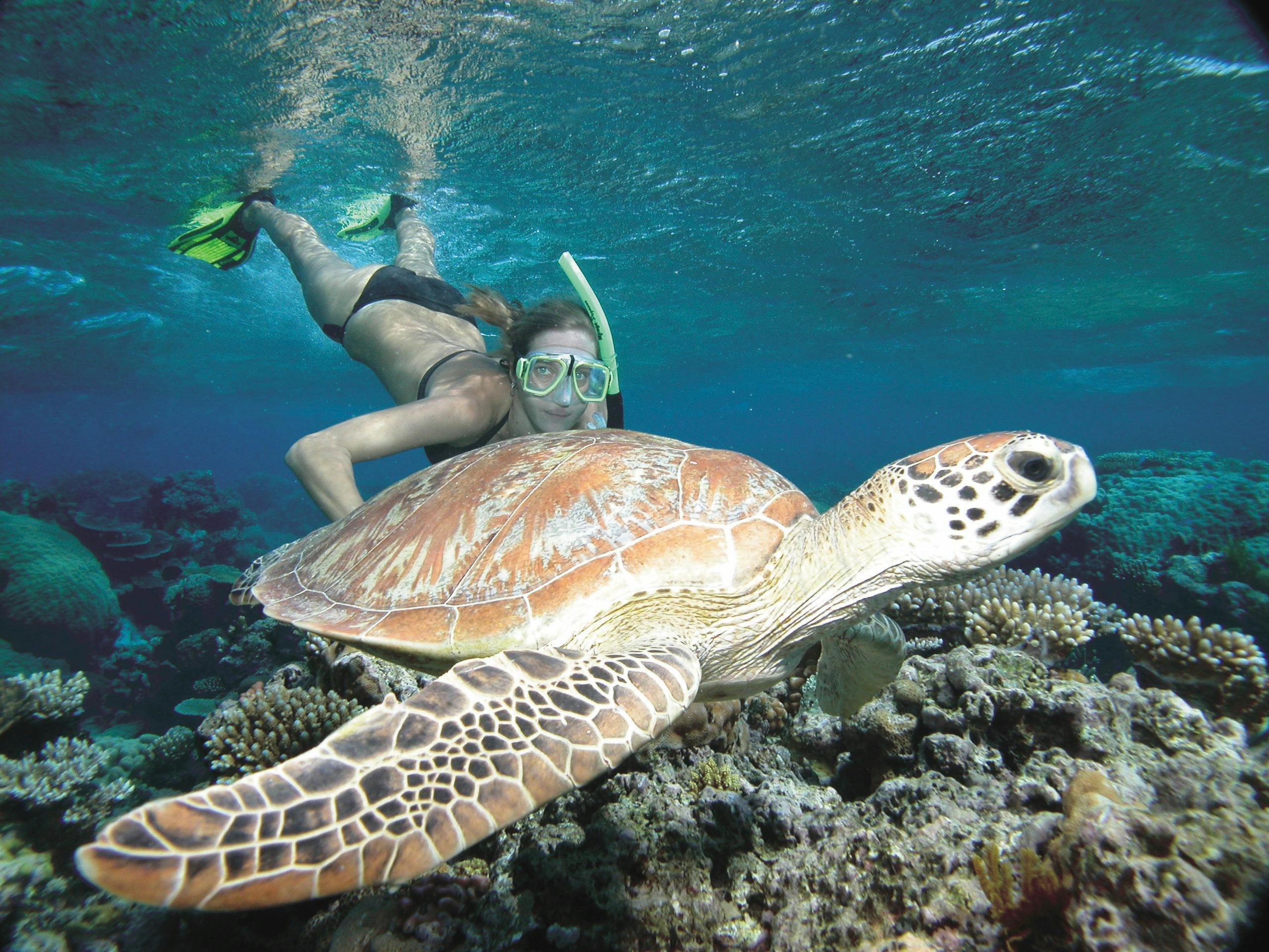 Snorkeller and green sea turtle