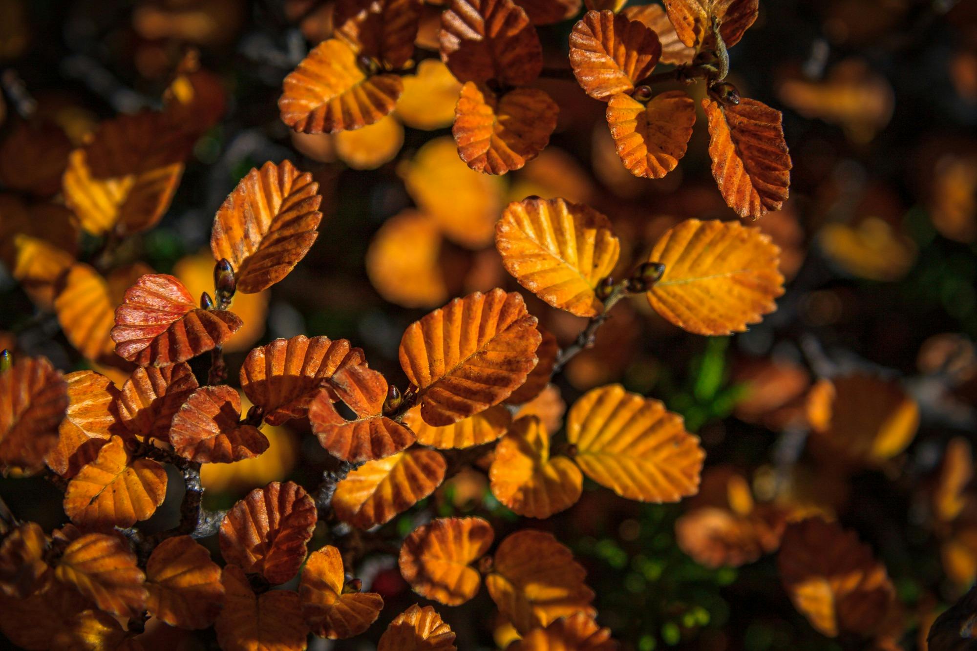 Mt Field National Park