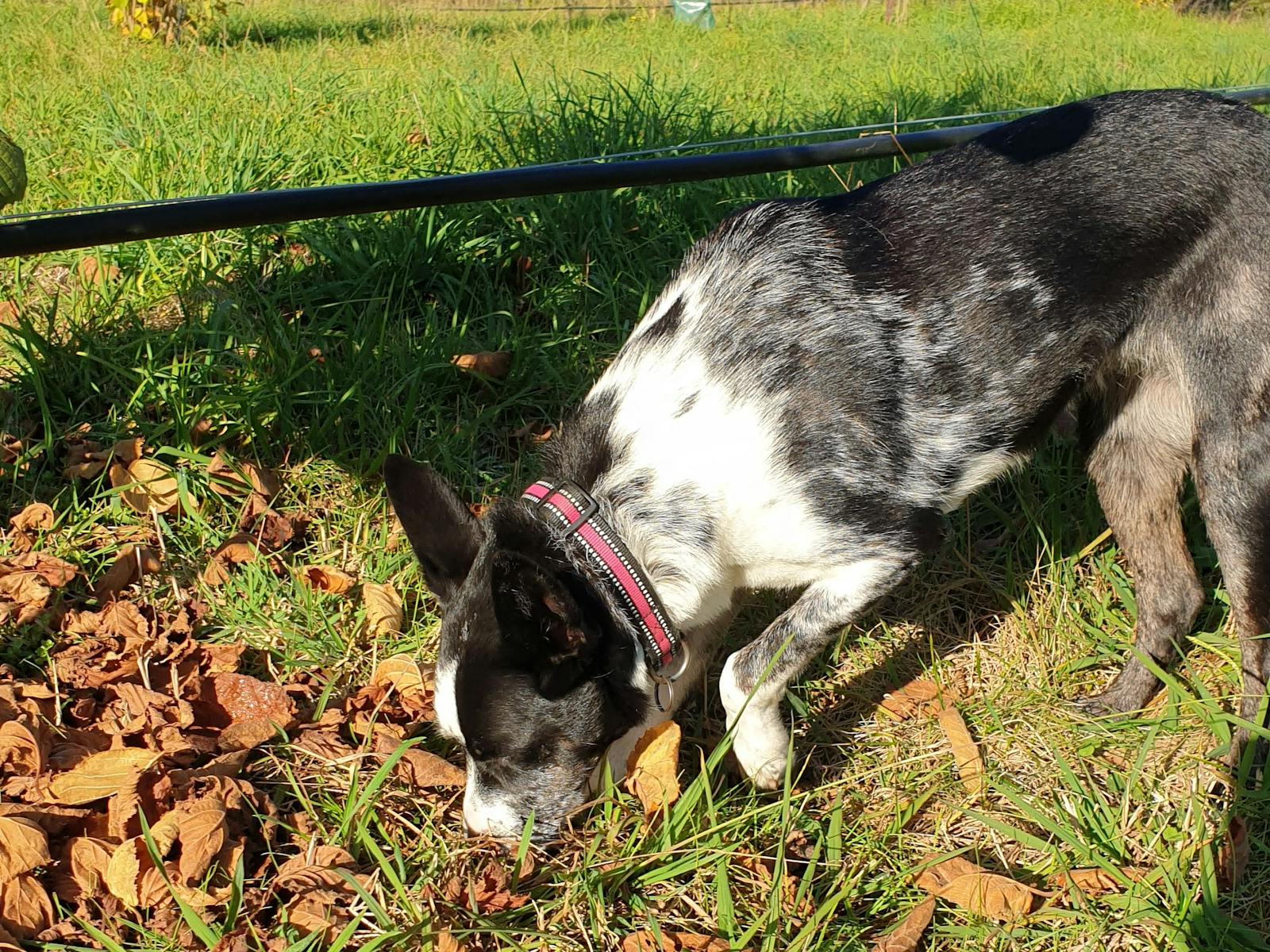 Image for Teach Your Dog to Snuffle Truffles
